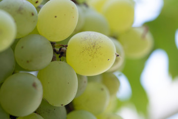 close look on grapes
