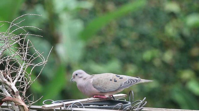 Pombinha cinza,  Rolinha. Comendo semente de girasol em um quintal