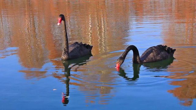a rare exemplary of black swan exsisting in Italy is swimming in a lake/It is a water selvatic bird with black plumage and a red beak with a white tip