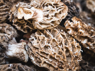 Morel mushrooms, also call Morchella. The distinctive fungi have a honeycomb appearance due to ridges with pits composing their cap. Morels are prized by gourmet cooks, particularly in French cuisine.