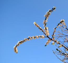 The apricot blossoms. Pink gentle flowers of an apricot are against the background of the blue sky..