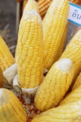 Corn cob at street food