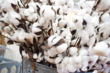 P6260055 cozy fluffy cotton