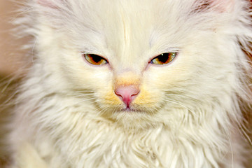 Portrait of a little white fluffy cat, close-up.