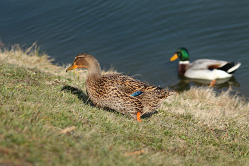 The mallard, adult female wild duck eating grass in a marsh land