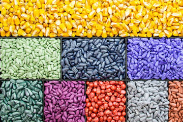 seed sunflower seeds, corn, radishes. painted agro color for sorting and labeling