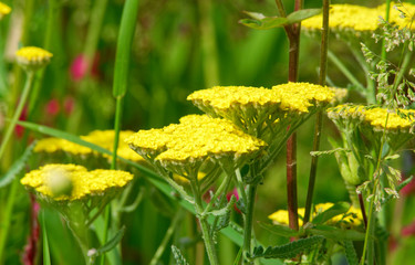 Beautiful and vibrantly colorful Flower Portraits and interesting and unusual gardens.