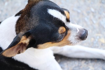 chihuahua puppy is staring on the floor