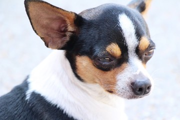 chihuahua puppy is staring on the floor