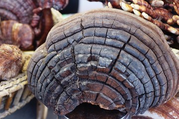 Lingzhi mushroom or Ganoderma lucidum with nature