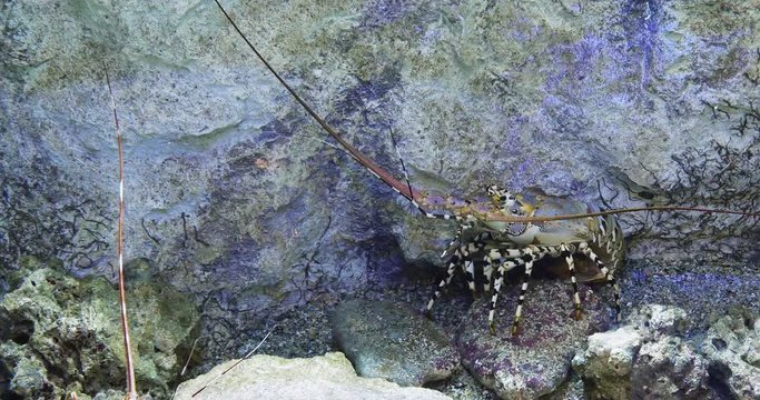 Painted Spiny Lobster or Painted Rock Lobster, panulirus versicolor, Adult standing on Rocks, Real Time 4K
