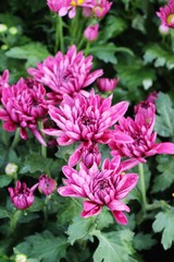 Fototapeta premium Chrysanthemums flower is beautiful in the garden