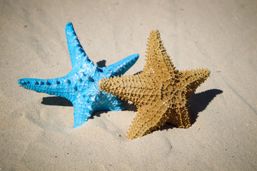 Fototapeta na wymiar Blue and red starfish on sandy beach