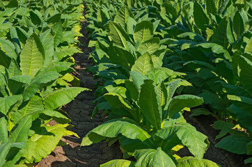 Field of Tobacco. Nicotiana tabacum.