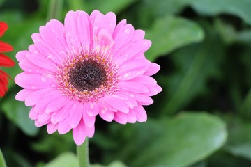 Obraz premium Gerbera flowers with the nature in garden
