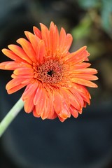 Gerbera flowers with the nature in garden