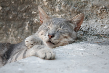 Close-up: gray cat sleeping in the street, leaning against the stairs