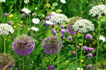 Beautiful and vibrantly colorful Flower Portraits and interesting and unusual gardens.
