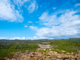 Fototapeta premium A beautiful day on the walking trails of Guanica Reserve in Puerto Rico, USA