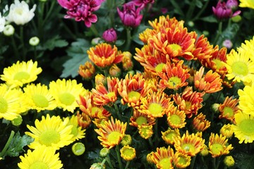 Chrysanthemums flower is beautiful in the garden