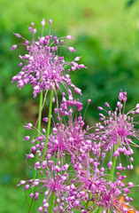 Summer flowers in an English Country Cottage Garden.