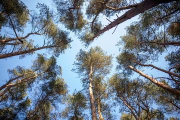 Trees and blue sky