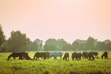 The herd of horses is eating grass in the pasture before sunset.