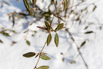 Green leaves on the branch