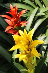 Bromeliad flower in the garden with nature