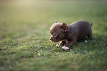 lawn puppy