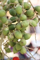 Betel palm on tree with the nature