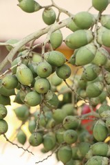 Betel palm on tree with the nature