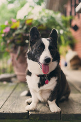 portrait of a dog in the garden