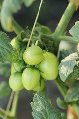 Fresh tomatoes on the tree in garden