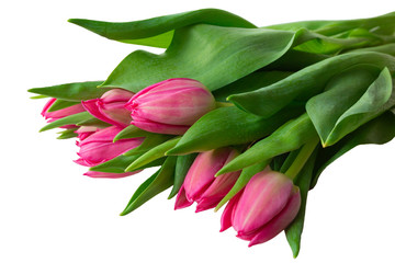 Bouquet of pink tulips with green leaves isolated on white background