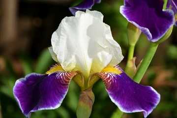 Elegant gorgeous iris flower in the garden close-up.