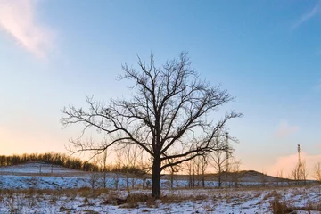 Foto auf Leinwand Kahler Baum, auf einer verschneiten Landschaft. © Venera