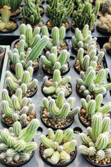 Beautiful small the cactus in the pot