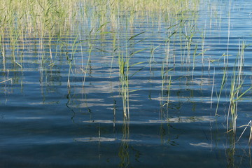 Blue expanse of lake with water reed growing out of the water.