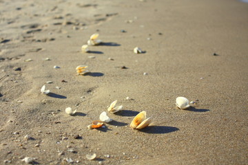 Muszle na plaży I © Alicja Łepek