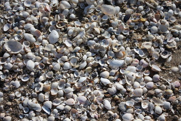 Muszle na plaży II © Alicja Łepek