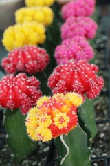 Beautiful small the cactus in the pot