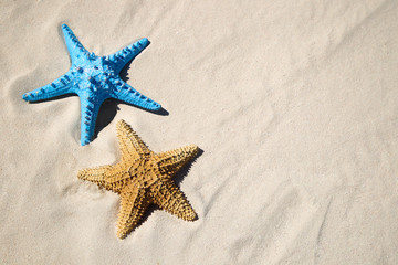 Fototapeta na wymiar Blue and red starfish on sandy beach