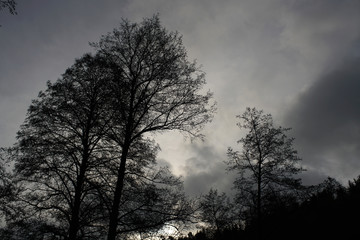 Gloomy landscapes with dark trees photographed on a murky stormy winter afternoon in Germany