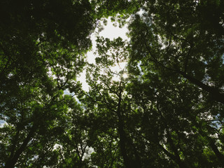 Green Trees in a Forest View from Below