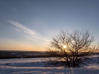Fototapeta na wymiar tree in sunset at winter