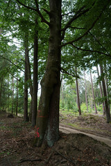 Gloomy landscapes with dark trees photographed on a murky stormy winter afternoon in Germany