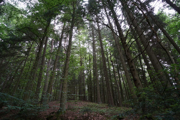 Gloomy landscapes with dark trees photographed on a murky stormy winter afternoon in Germany