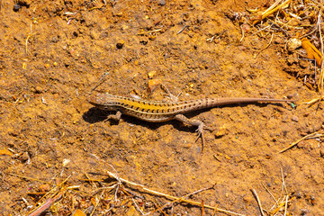 Lagartija tomando sol
