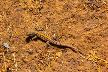 Lagartija tomando sol